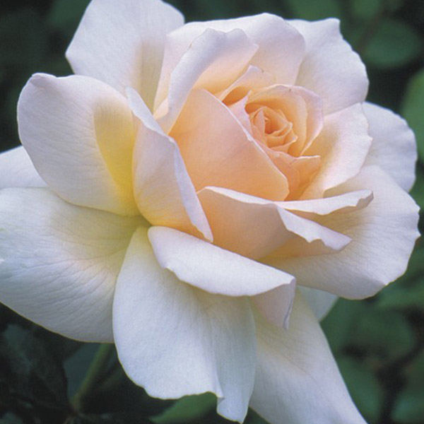 Rosa 'Chandos Beauty'